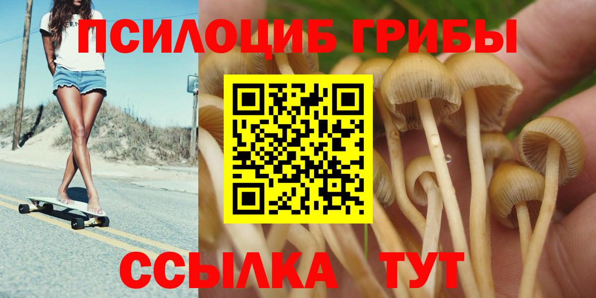 Галлюциногенные грибы Psilocybe Калуга